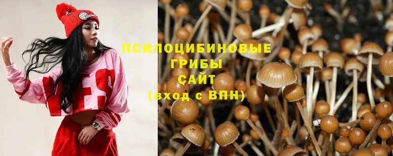 цена наркотик  Коломна  Галлюциногенные грибы Psilocybe 